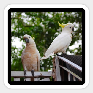 The Two Cockatoos! Sticker